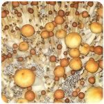 Псилоцибиновые (галлюциногенные)  грибы Psilocybin "Golden Teacher" в Лакинске
