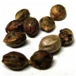Семена марихуаны АК-47  (Seeds AK-47) в Лакинске